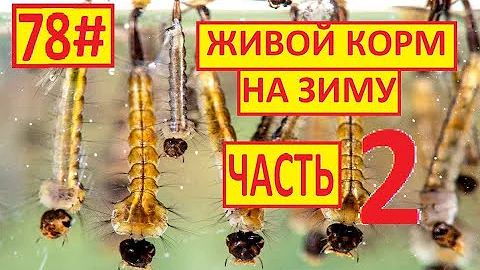 78# ЗАГОТОВКА КОРМА ОЧЕНЬ МНОГО ЛИЧИНОК КОМАРА САМОДЕЛЬНЫЙ КОРМ ДЛЯ РЫБ .