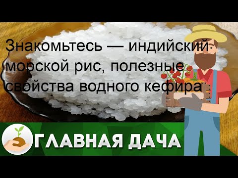 Знакомьтесь — индийский морской рис, полезные свойства водного кефира