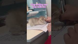 Stop writing and play with me.#littlecat #catmoment #kitten #goodcat #lovelycat #catlover #funnycat
