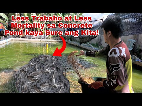 Bakit mas Maganda at Malaki ang Kikitain ng Hito Farming sa Concrete Pond? Part 1