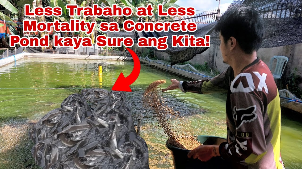 Bakit mas Maganda at Malaki ang Kikitain ng Hito Farming sa Concrete Pond? Part 1