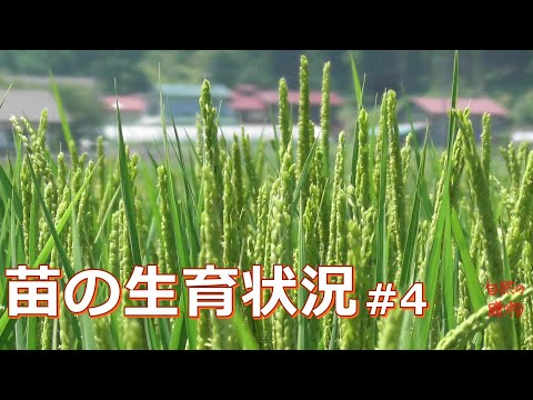 【稲作】苗の生育状況 #4  コシヒカリ出穂  2020/8/11