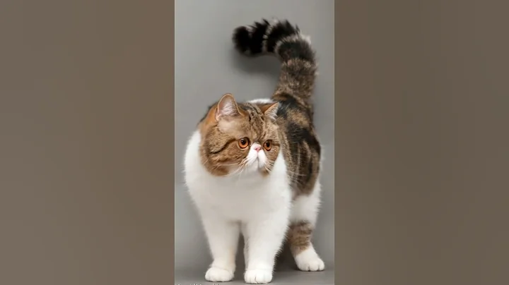 Watch the video about This Chubby Cat Is Too Cute to Handle! 🐾 | Exotic Shorthair