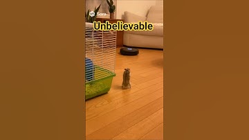 Hamster vs Robot: The Cutest Battle Ever 🤖🐹 #shorts