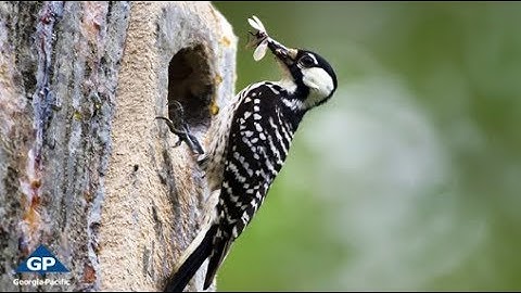 How We Protect Endangered Animal Species With Forest Mapping | Georgia-Pacific