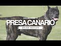 PRESA CANARIO BREED REVIEW の動画、YouTube動画。