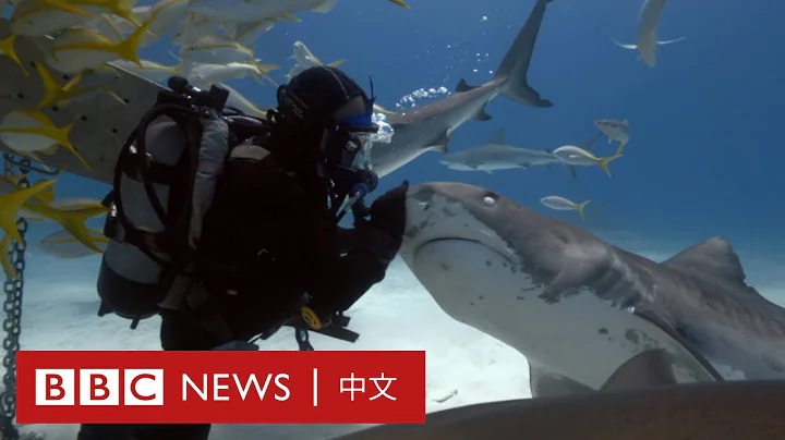 他跟鯊魚結伴40年 零防護伸手入鯊魚口內拔鉤－ BBC News 中文 - 天天要聞
