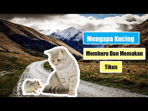 Video: Mengapa Cat saya Makan Tikus?