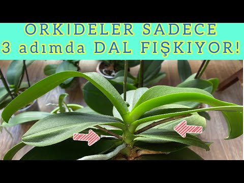 Video: Fuchsia nuk do të lulëzojë: Si të lulëzoni fuchsia