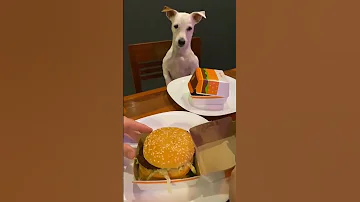 Dog gets an unhappy meal #animals #viral #dog