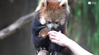 かんさいアニマルズ　神戸どうぶつ王国のレッサーパンダ