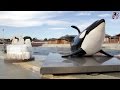 Marineland TV - Actu N°134 - Joyeux anniversaire à notre orque INOUK qui fête ses 17 ans