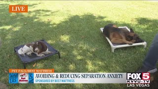 Avoiding & reducing separation anxiety for dogs