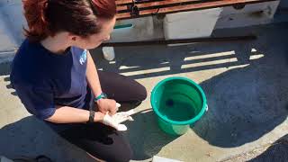 Jellyfish Experts | TheDeepHull