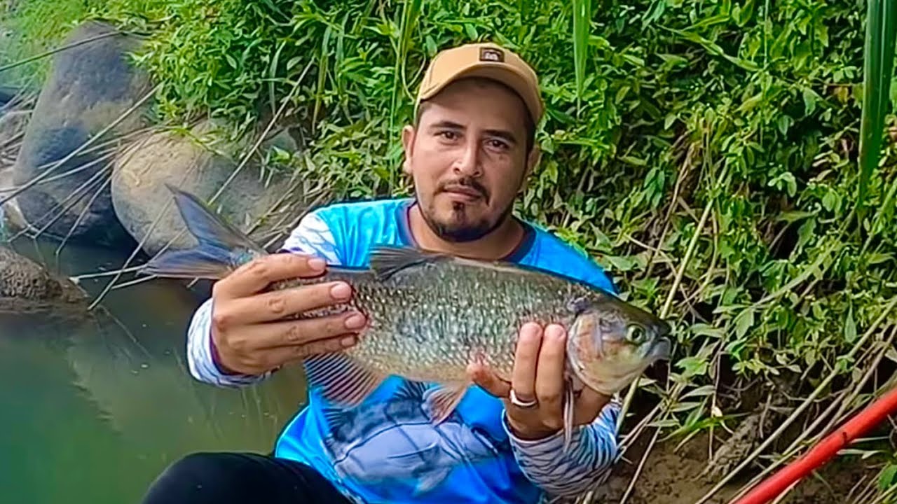 Costa Rica Robalo Pesca de Machaca y Róbalo en el río chirripo Limón Costa Rica - YouTube