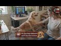 Stop Demand Barking The Brain Training Trick That Works