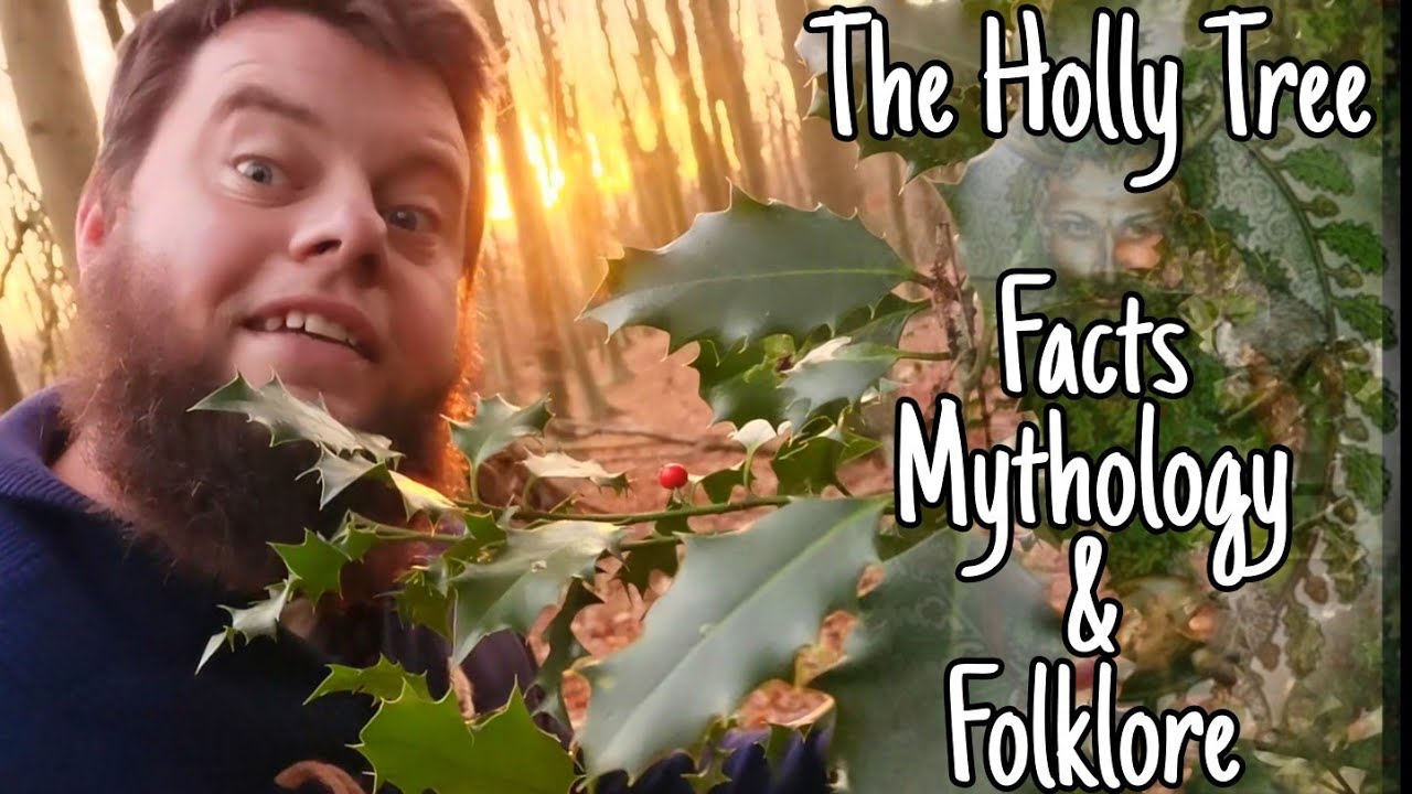 The Holly Tree: Facts Mythologies  Folklores