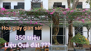 giàn hoa giấy bằng sắt