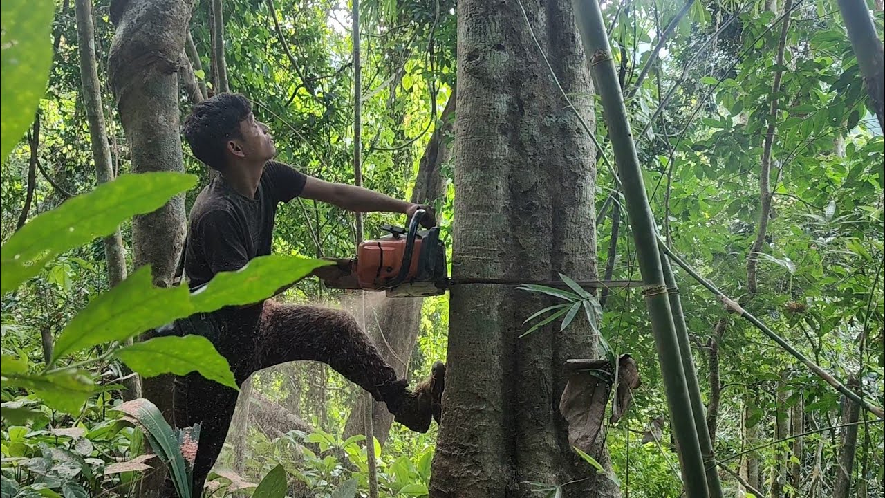 Very dangerous felling hard tree With Chainsaw‼️ - YouTube