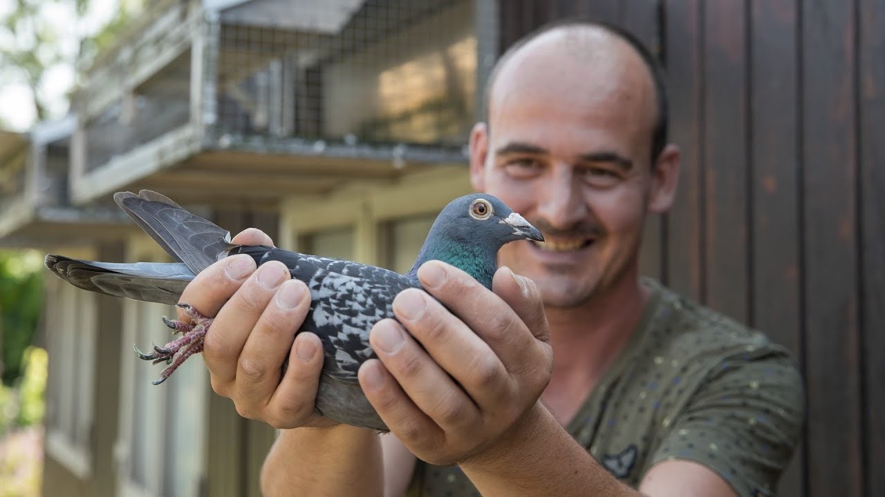 NPO National Winners 2025 | 4 Racing Pigeon Champions – Narbonne, Perpignan, Marseille & Bergerac