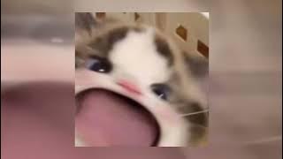 Download lagu Rex Orange County - The Shade (Sped Up)