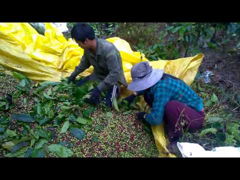 Video Mùa hái cà phê chín trên đồi núi Bảo Lâm, Bảo Lộc, Cao... - youtube
