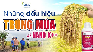 APN - NHỮNG DẤU HIỆU TRÚNG MÙA VỚI NANO K++