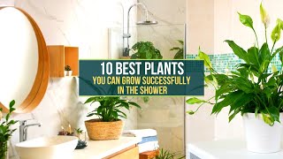 10 Best Plants You Can Grow Successfully in the Shower ✅