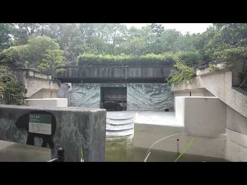 Black Hippopotamus - Ueno Zoo