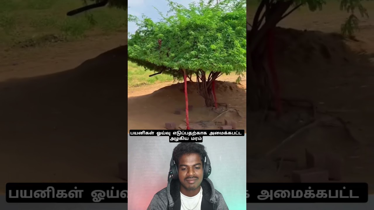 பயனிகள் ஓய்வு எடுப்பதற்காக அமைக்கபட்ட அழகிய மரம்🤣😅💯✌️