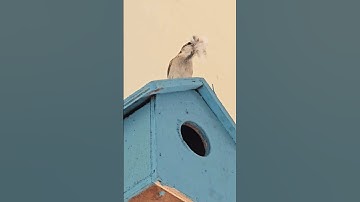 making home for birds save birds #save #birds #savebirds #garden #birdsnest #birdgroup #birdfeeder