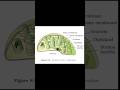 Sectional view of chloroplast class:11 biology chapter:cell: the unit of life #viral #neet #neet2026