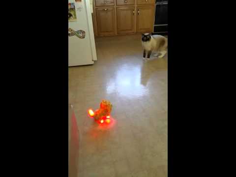 a-battery-operated-dog-toy,-dogs-&-a-cat