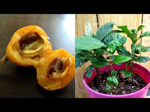 Video: Plantering af loquat fra frø: Lær hvordan du forbereder loquat frø til plantning