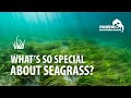 What's so special about Seagrass?