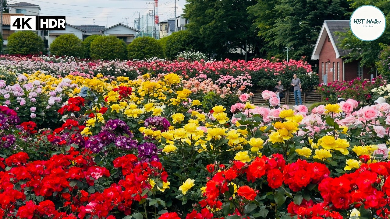 Tokyo Rose Garden 2026｜Best Flower Park in Japan｜Jono Park 4K