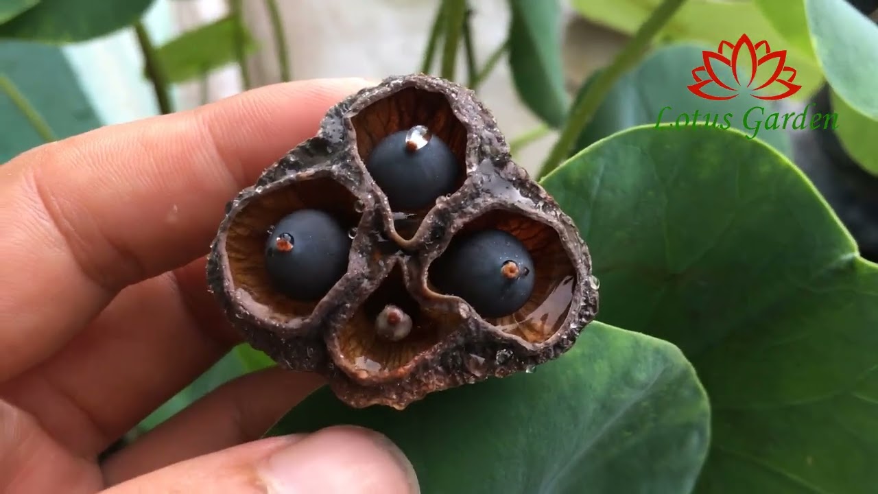 Harvest mini lotus seeds in pots | growing mini lotus at home