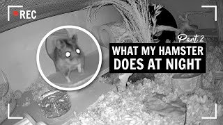 What my Chinese Hamster Does at Night 🌙