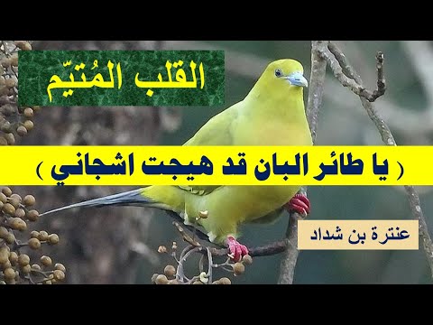 القلب المتيم يا طائر البان قد هيجت اشجاني  من أجمل قصائد عنترة بن شداد  بصوت خالد دلبح