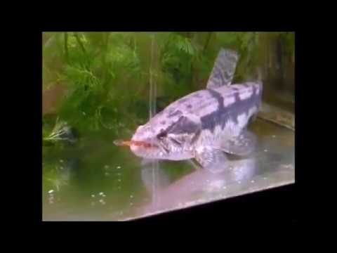 Top 10 aggressive fish for aquarium Top 10 aggressive fish for aquarium