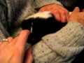 Arthur the Skunk