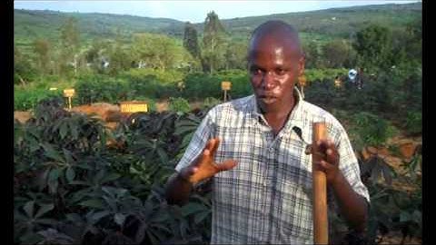 Integrated Pest Management in Rwanda - Interview with Jean-Bosco Ndayisaba