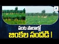  Viral video captures herd of deers and black bucks in Sangareddy