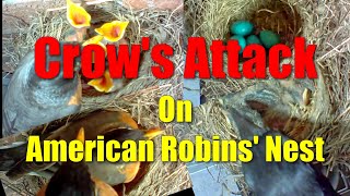 Crow's Attack On American Robins' Nest