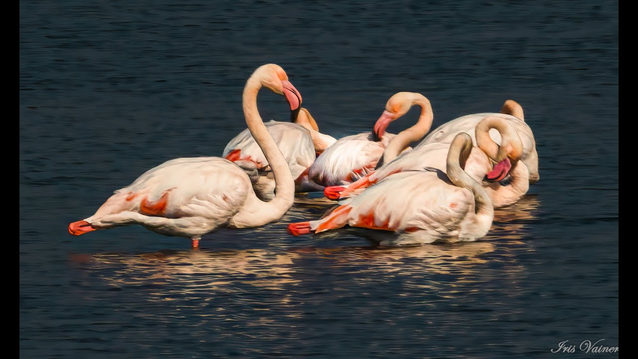 Разнообразие птичек на рыбных озерах.