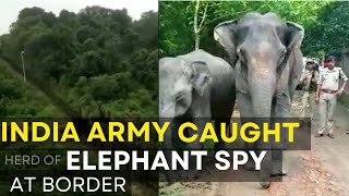 Indian Army Caught Spy Elephant Heard On India Border l Respect Indian army l by I See 34 views 1 year ago 1 minute, 16 seconds