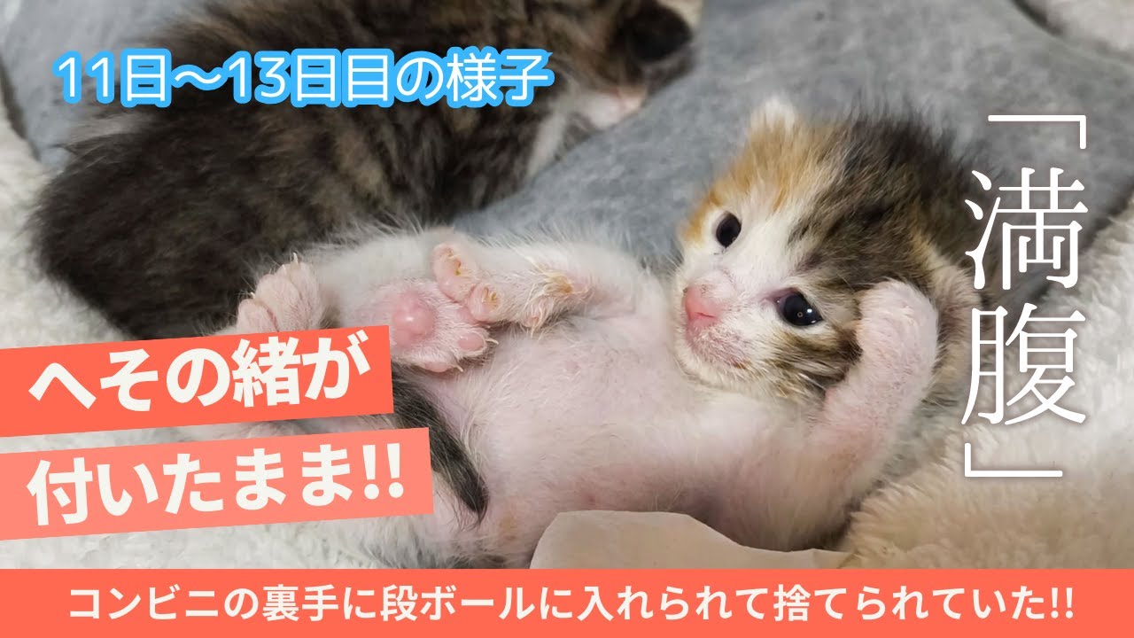 【保護猫 子猫】生後12日の子猫がミルクを飲みすぎて無邪気にお腹を見せる寝姿が可愛い。　(へその緒が付いている子猫を保護。コンビニ裏手に捨てられて低体温で発見・保護された子猫)