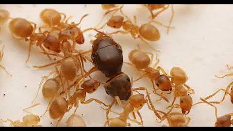 Parasitic Ant Queens Orchestrate Violent Revolutions to Seize Colonies
