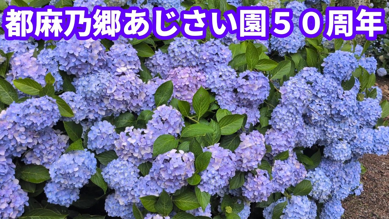Tsumano-Sato Hydrangea Garden 50th Anniversary - YouTube