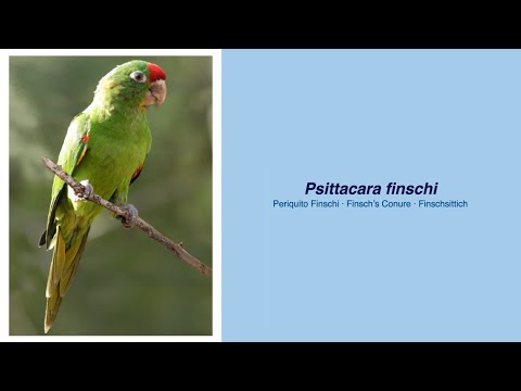 Video Encyclopedia of Parrot Species - #199 Psittacara finschi
